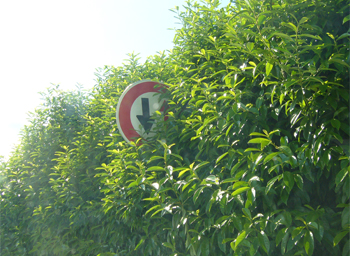 panneau de signalisation routière masqué par la végétation.